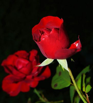 Roses