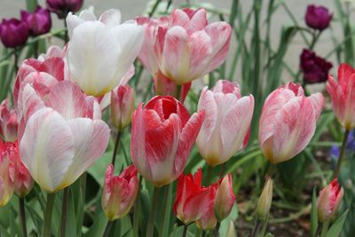 Seasonal Arrangements