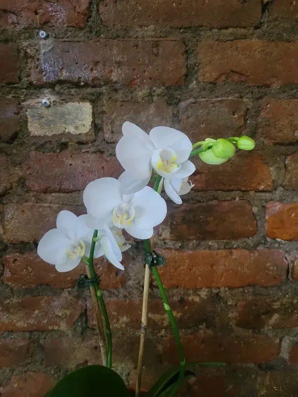 White Mini Orchids