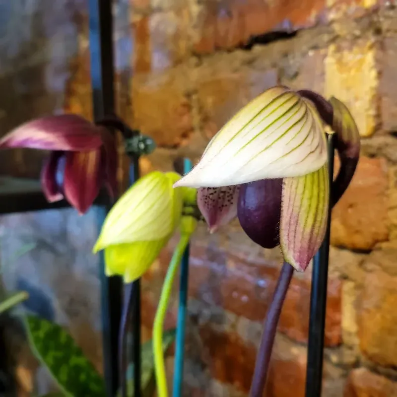 Lady Slipper Orchid