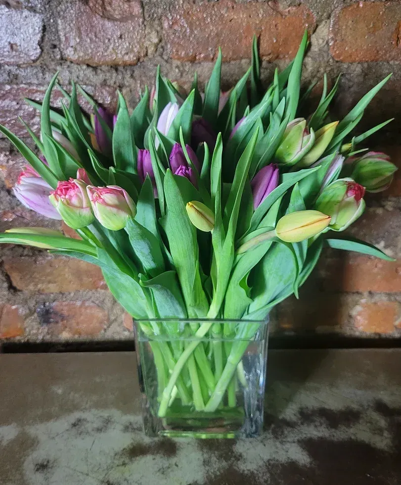 Tulips