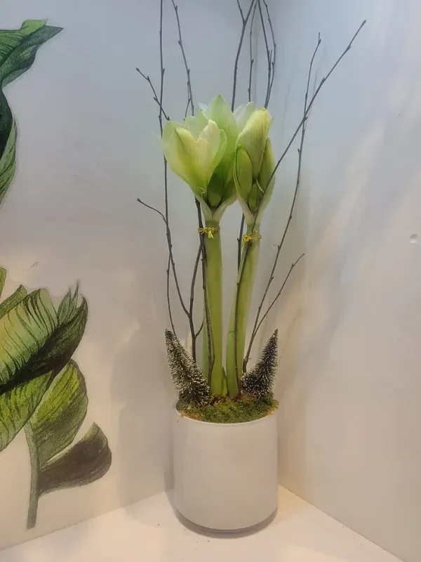 White Amaryllis Plant