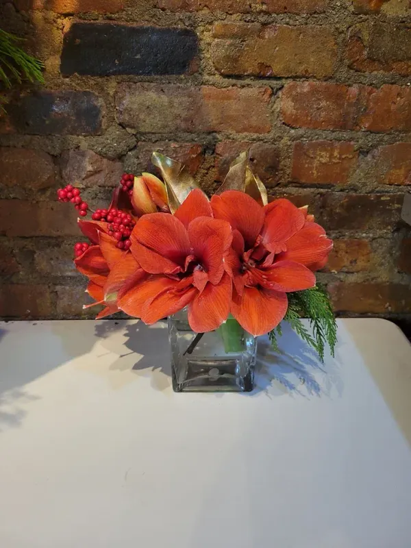 Redamaryllis