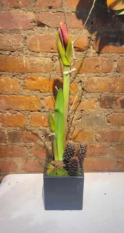 Amaryllis