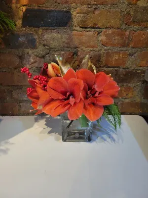 Redamaryllis