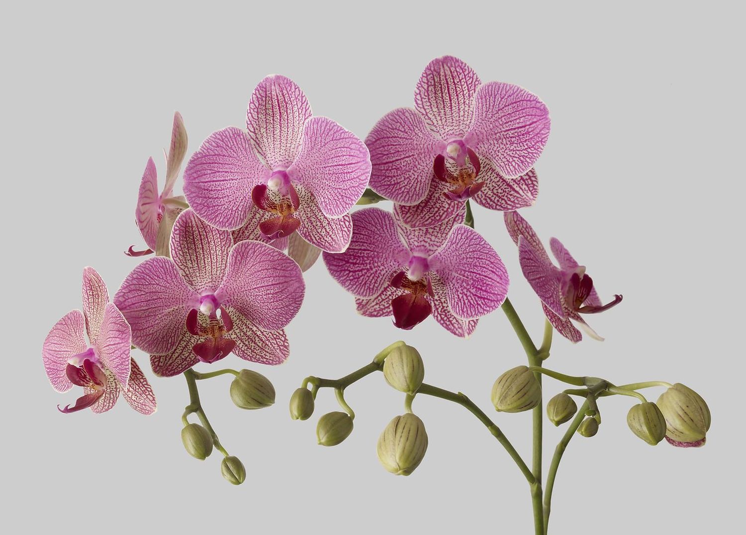 Birthday Orchids