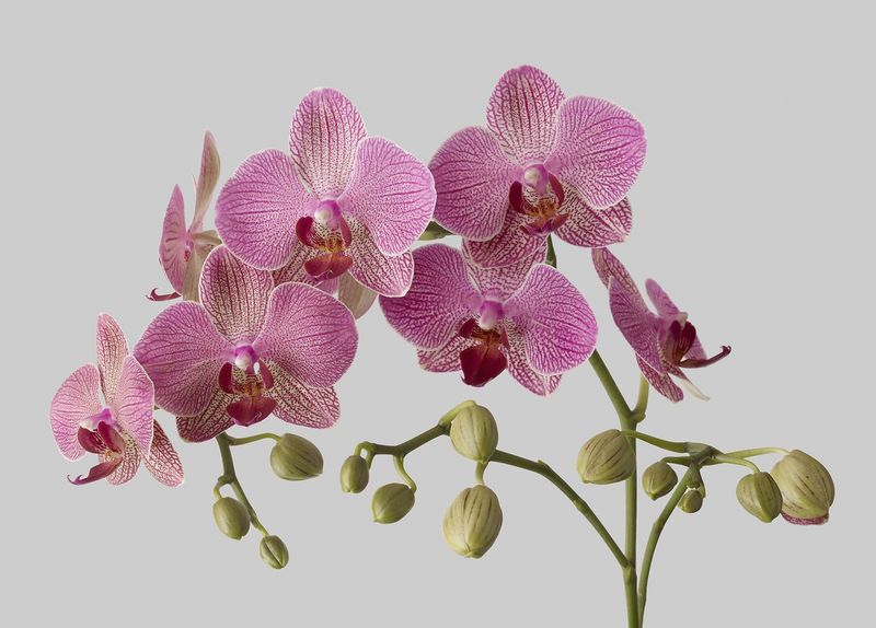 Birthday Orchids
