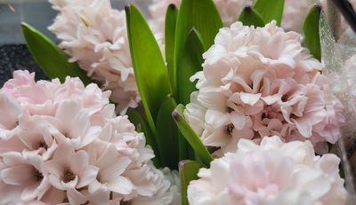 Peonies