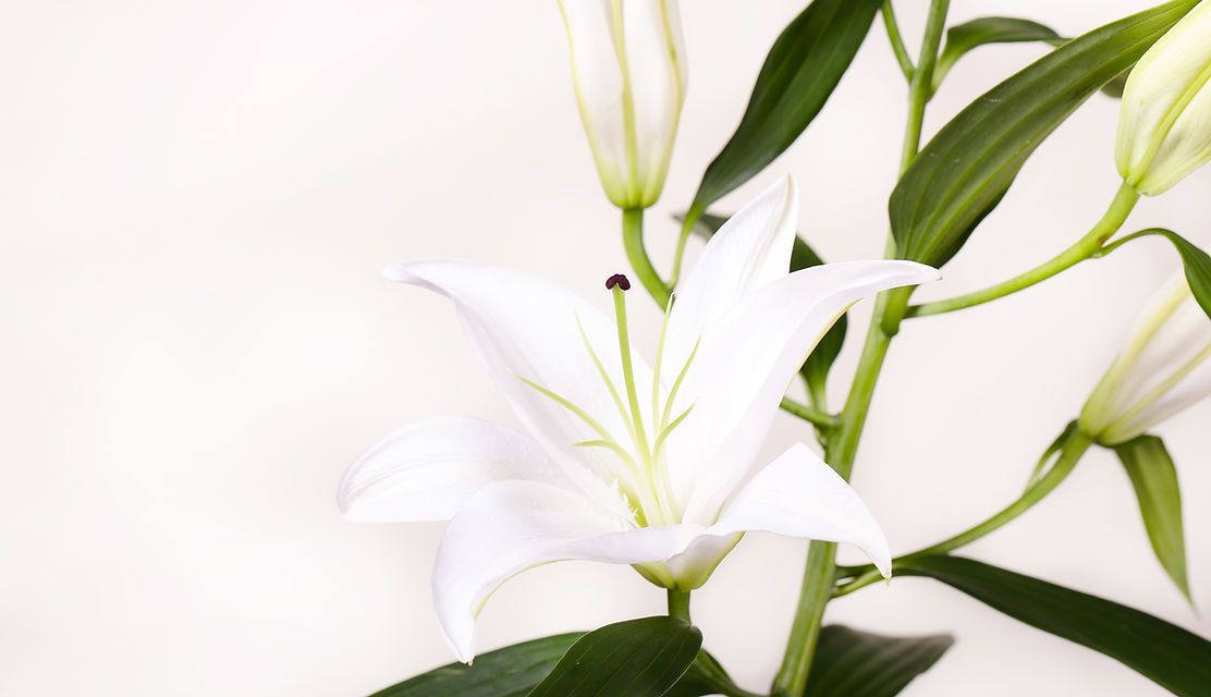White Lilies