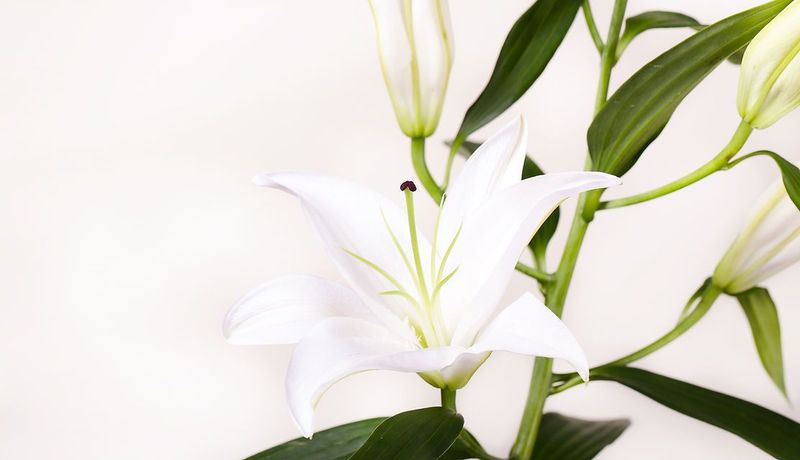 White Lilies