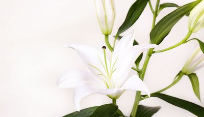 White Lilies