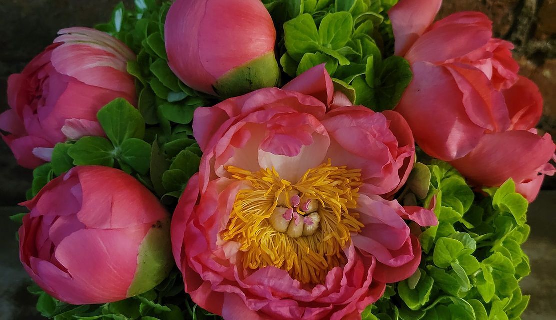 Pink Hyacinth