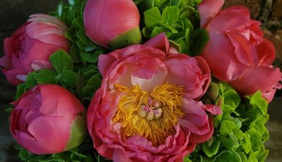 Pink Hyacinth Pink Hyacinth