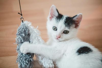 Gatos