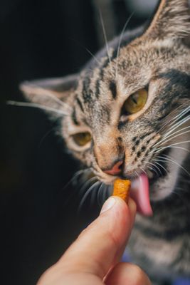 Gatos
