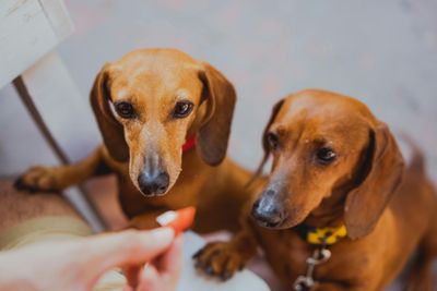Perros