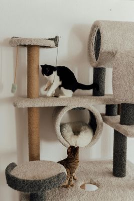 Rascadores