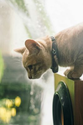 Gatos
