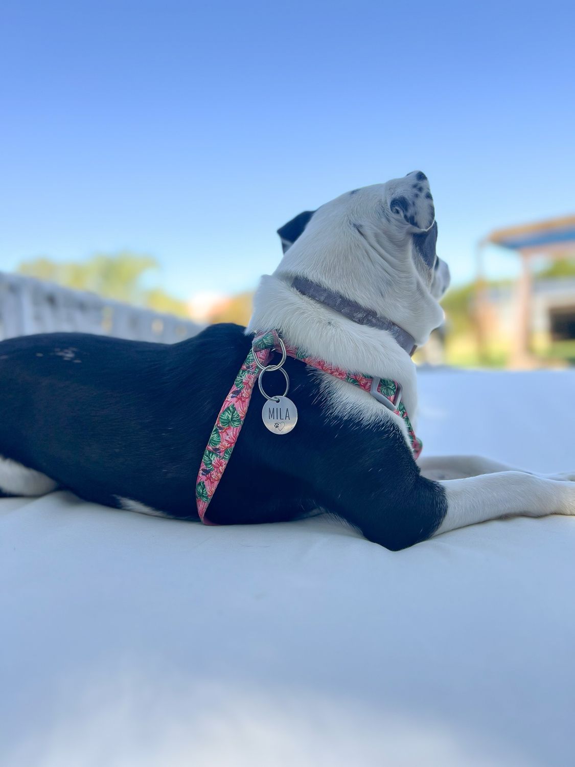 MEDALLA IDENTIF MASCOTA