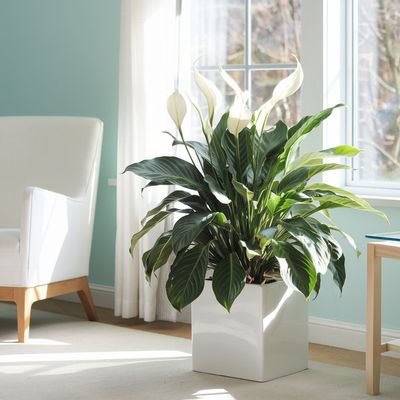 Peace lily (Spathiphyllum) in a white, square container sits near a sunlit window in a living room painted in aqua blue.  Nearby sits a white chair.  It was recently brought home as a get well gift during a hospital stay.