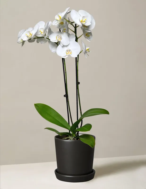 Elegant white phalaenopsis orchid in full bloom, displayed in a modern ceramic container