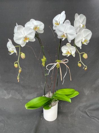 Two gracefully arching orchid stems with multiple white flowers, emphasizing the plant's lush appearance.  Shown in a white container.