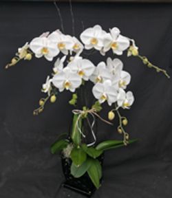 Spectacular quadruple-stem white phalaenopsis orchid in full bloom, displayed in a contemporary glass container.