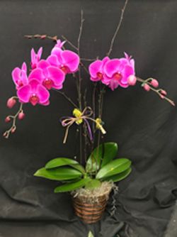 "Orchid Color", Double Stem