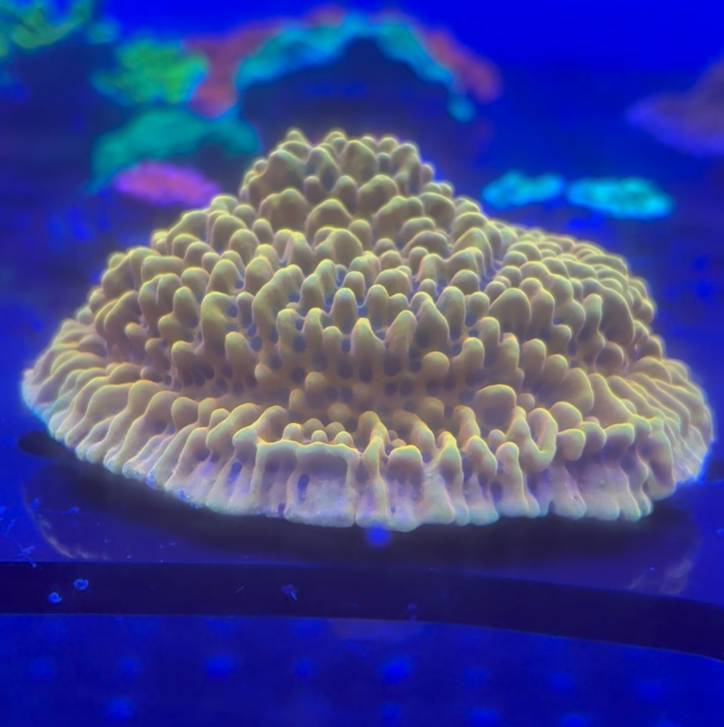 Montipora danae Kung pao Premium