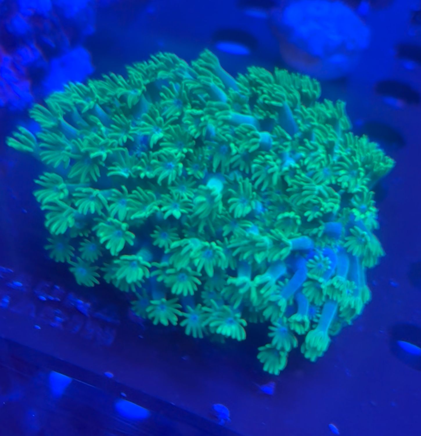 Alveopora tizardi bright green