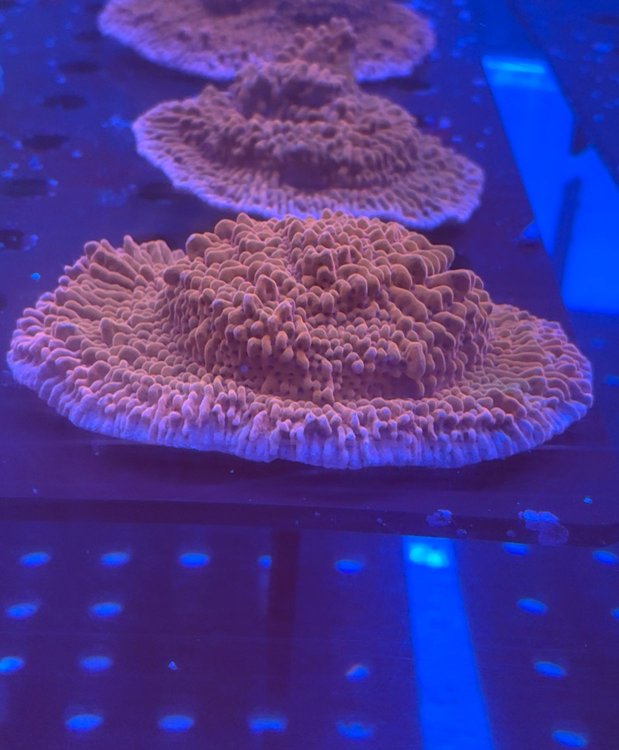 Montipora danae Premium