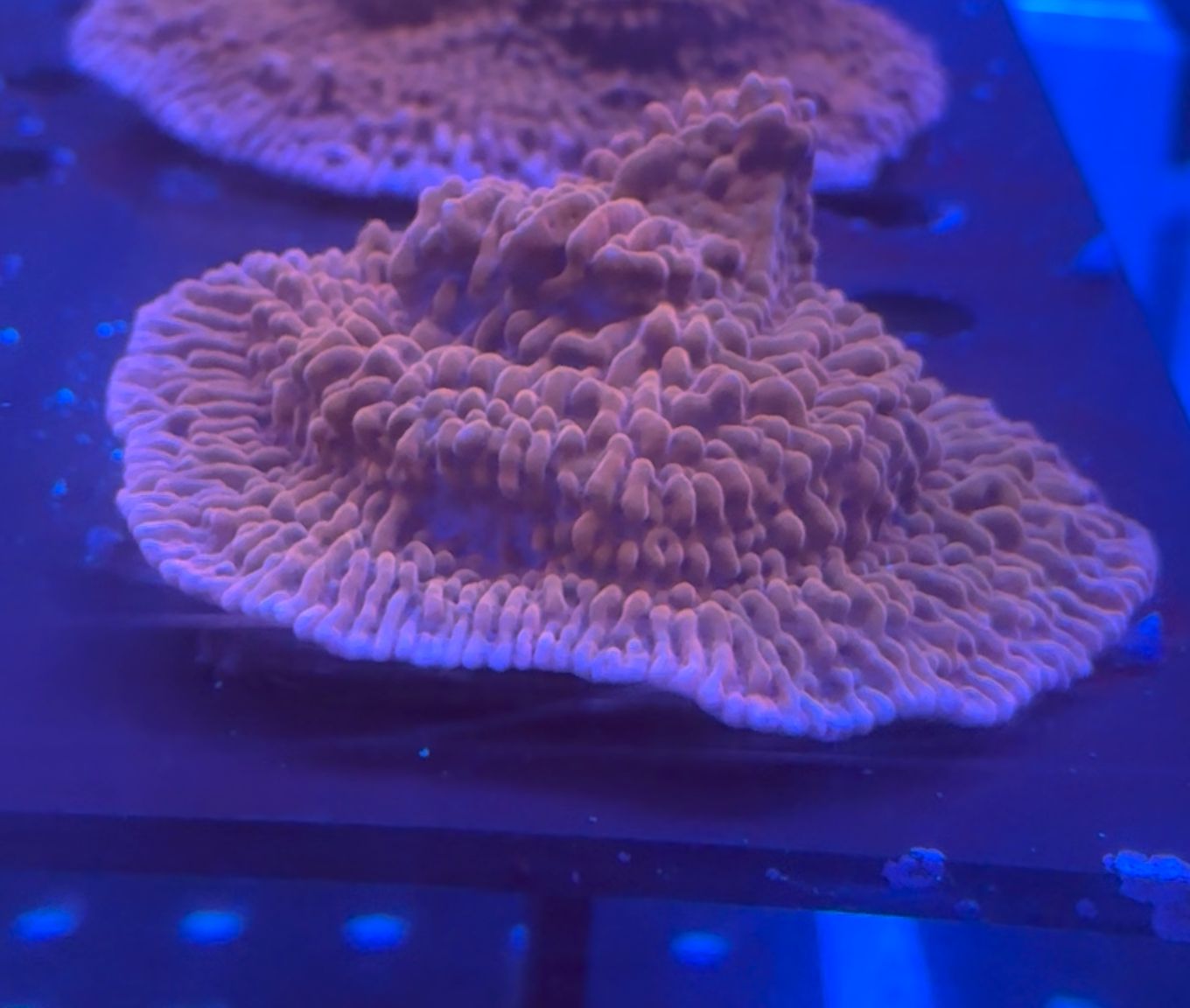 Montipora danae Premium
