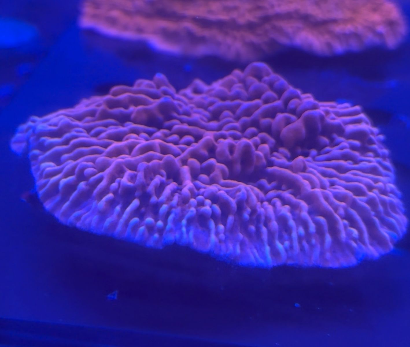 Montipora danae Premium