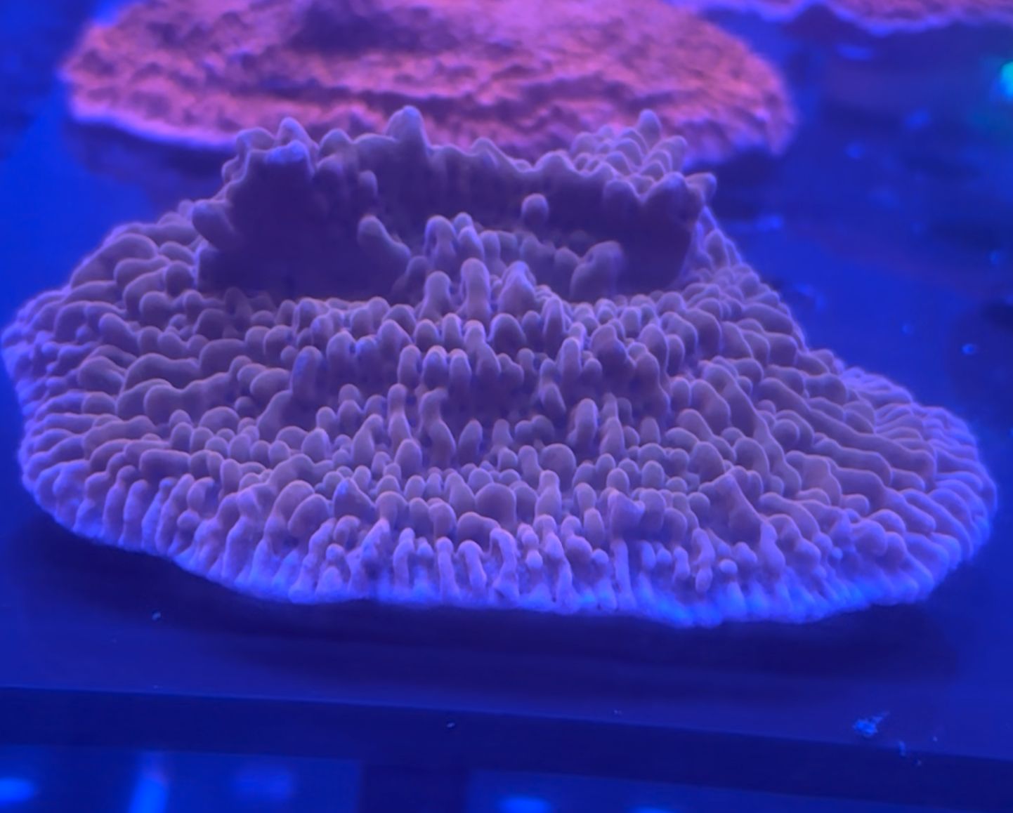Montipora danae Premium