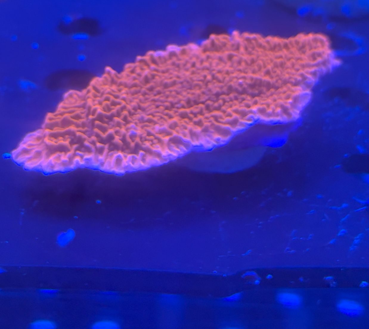 Montipora spp. orange-red frag