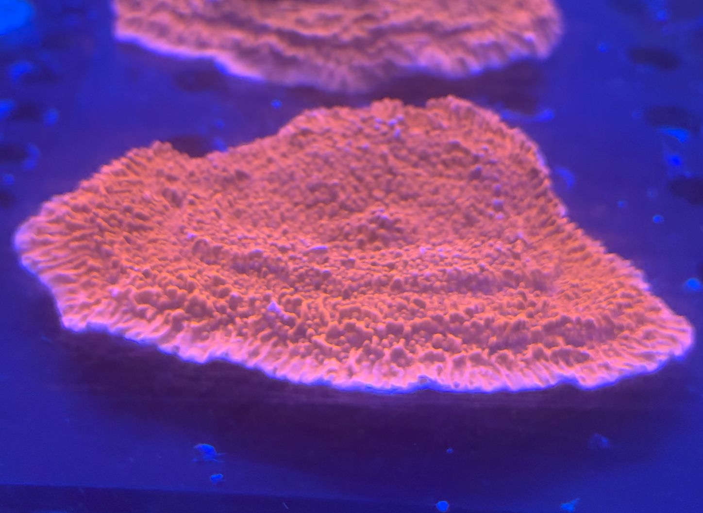 Montipora spp. orange-red