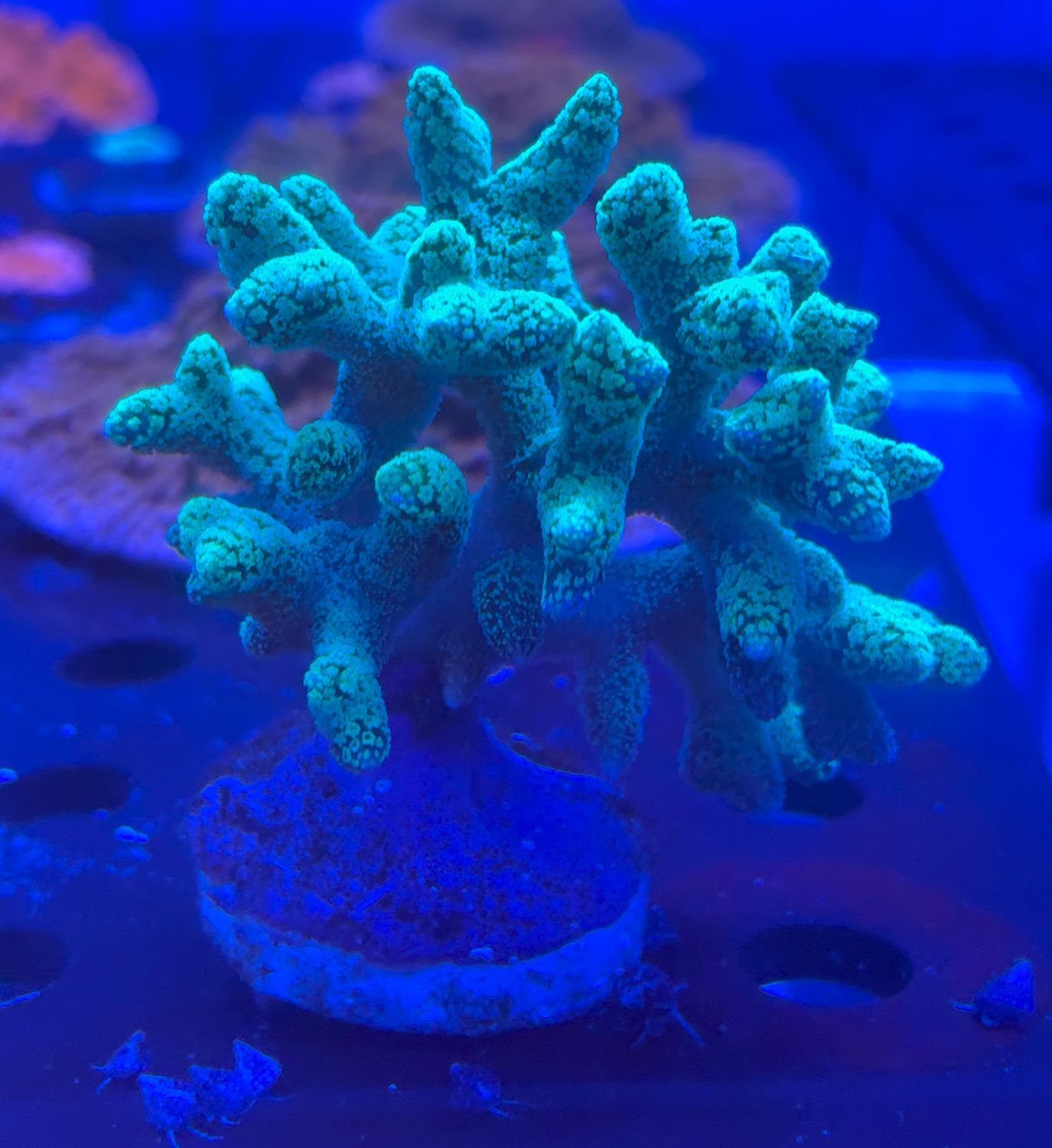 Seriatopora caliendrum Green