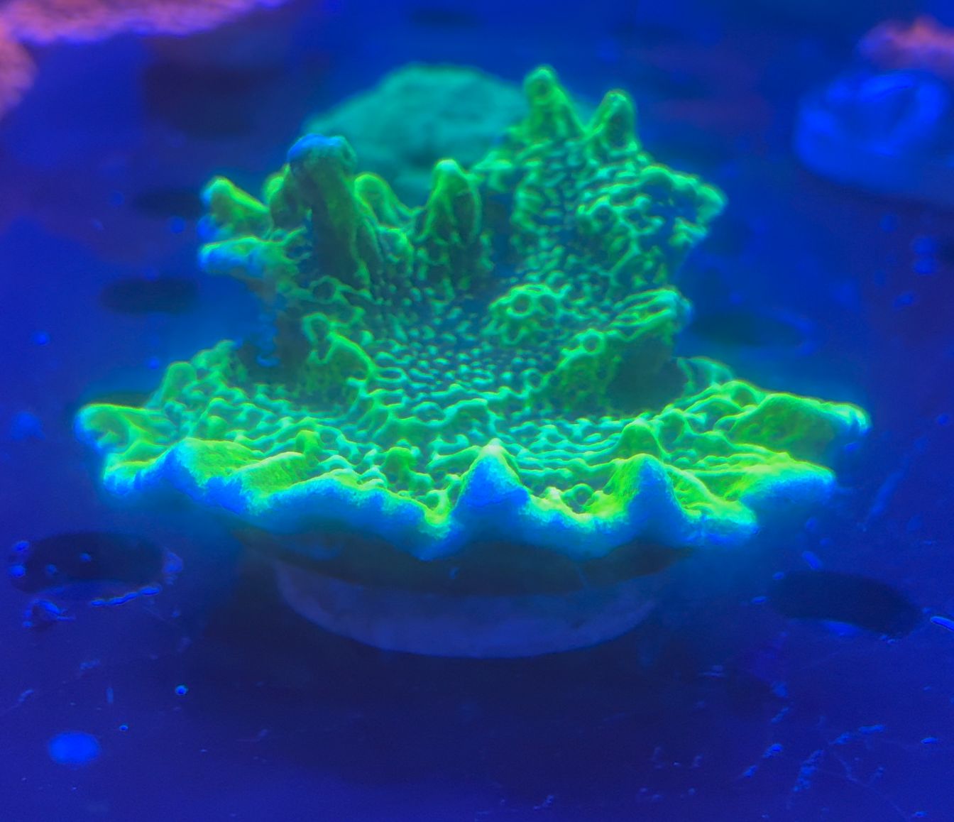 Montipora confusa