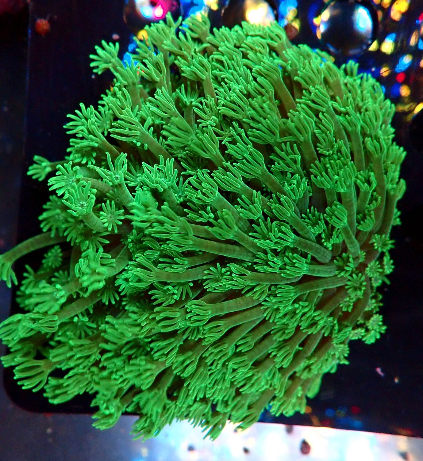 Alveopora tizardi bright green