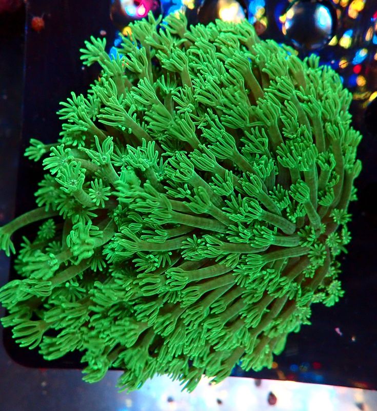 Alveopora tizardi bright green