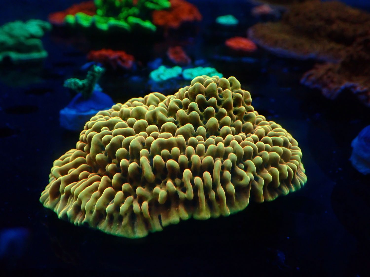 Montipora danae Kung pao Premium