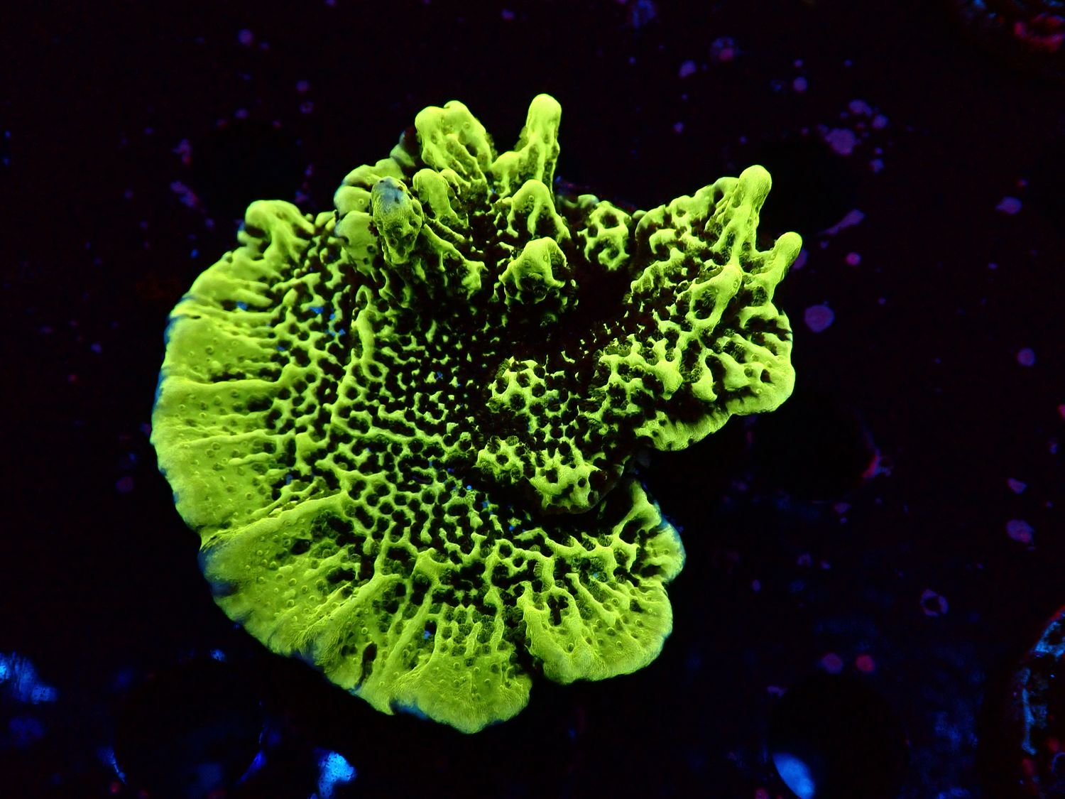 Montipora confusa
