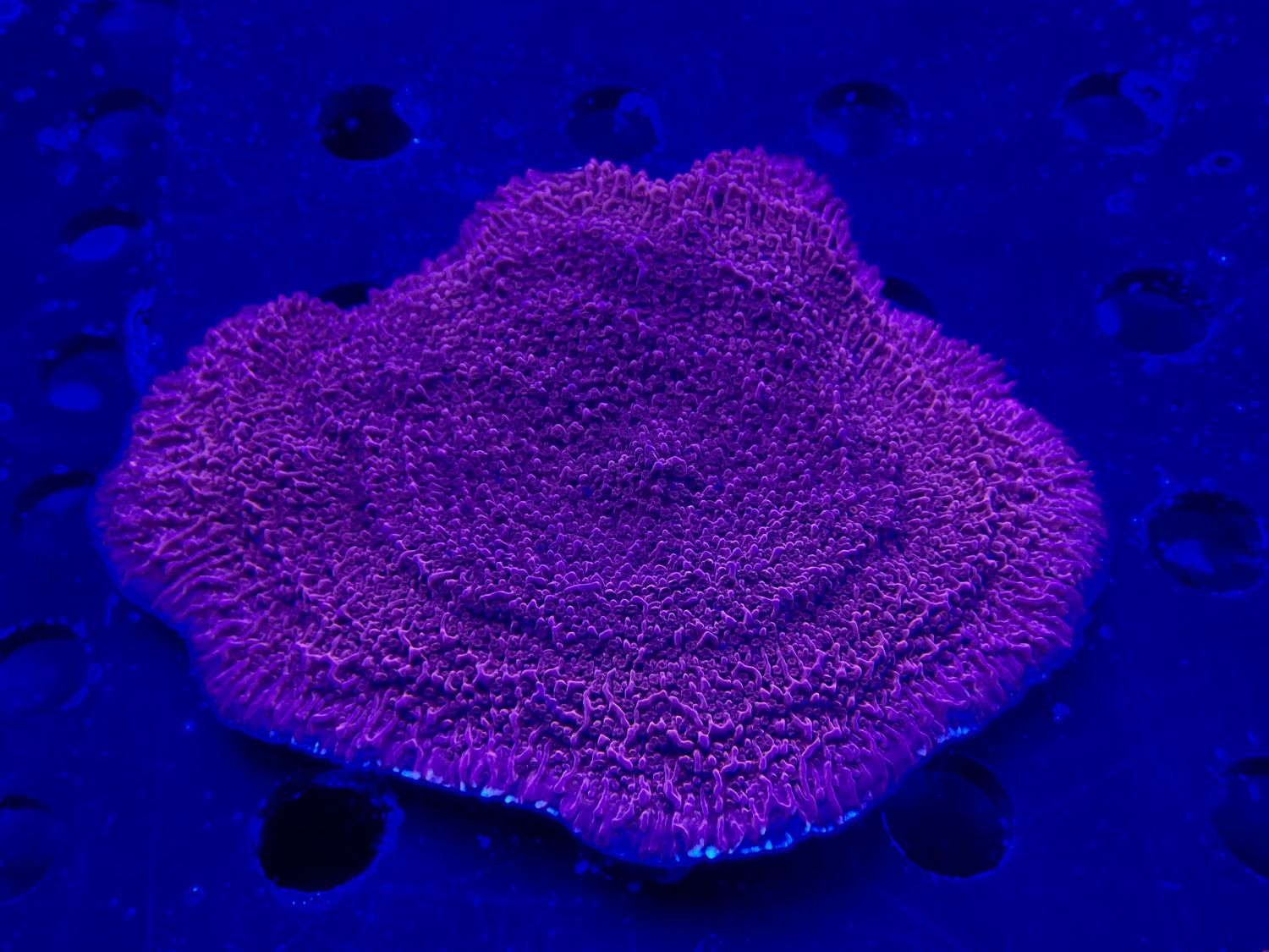 Montipora spp. orange-red Snow Cap