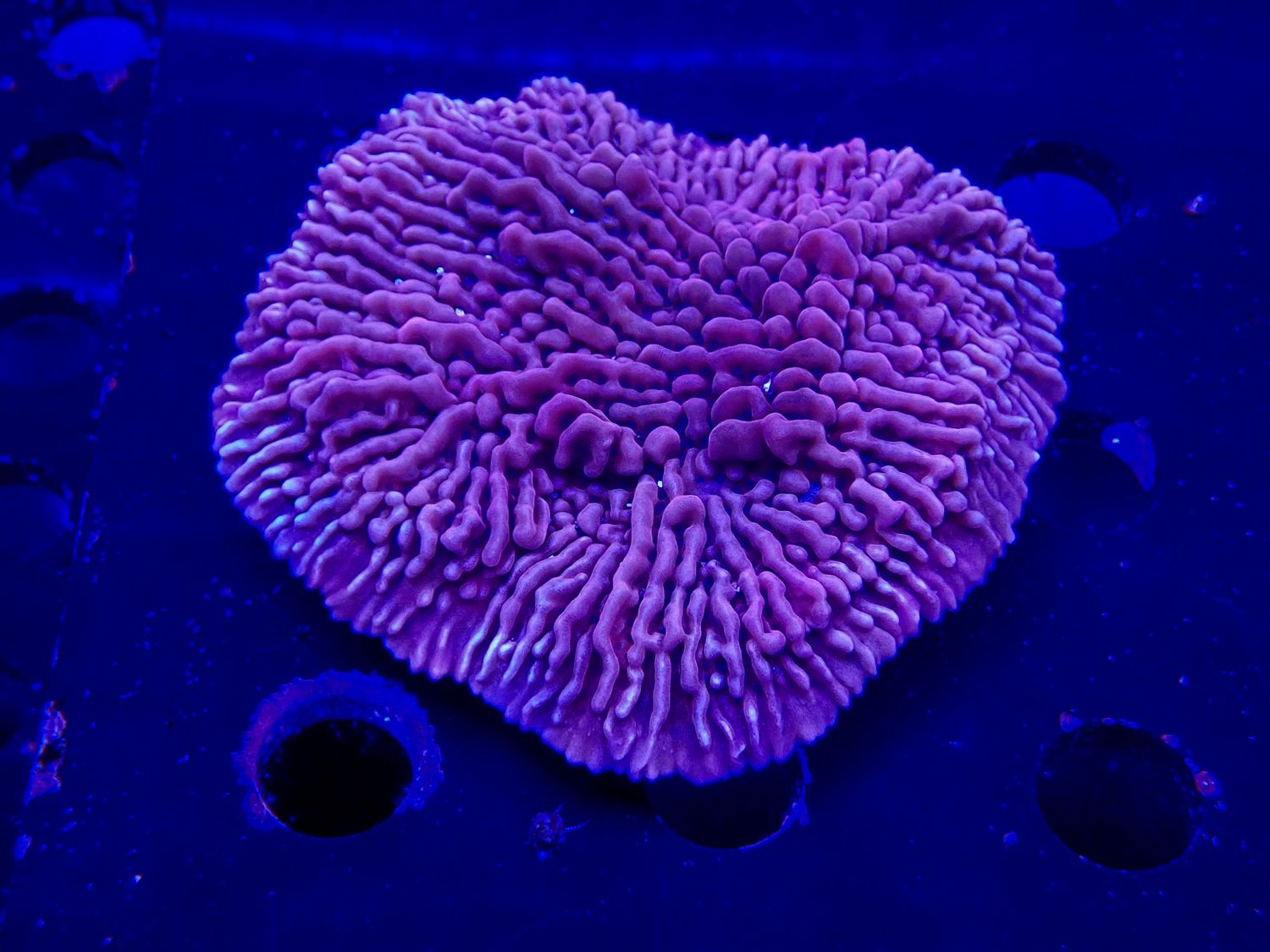 Montipora danae Premium