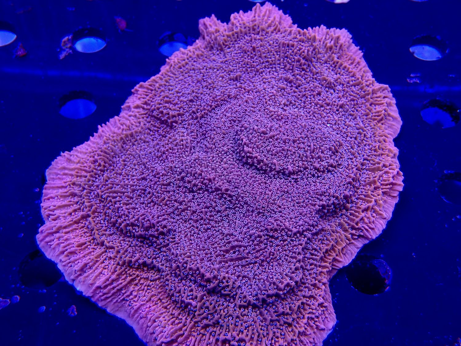 Montipora spp. orange-red Snow Cap
