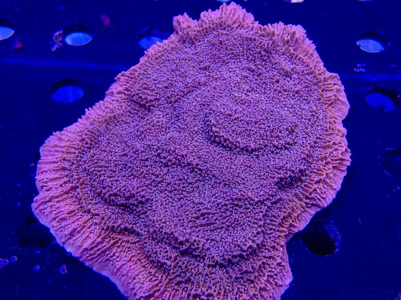 Montipora spp. orange-red Snow Cap