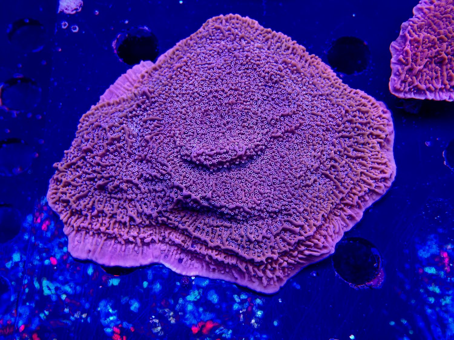 Montipora spp. orange-red Snow Cap