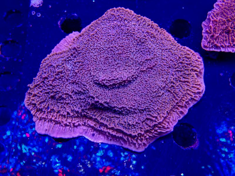 Montipora spp. orange-red Snow Cap