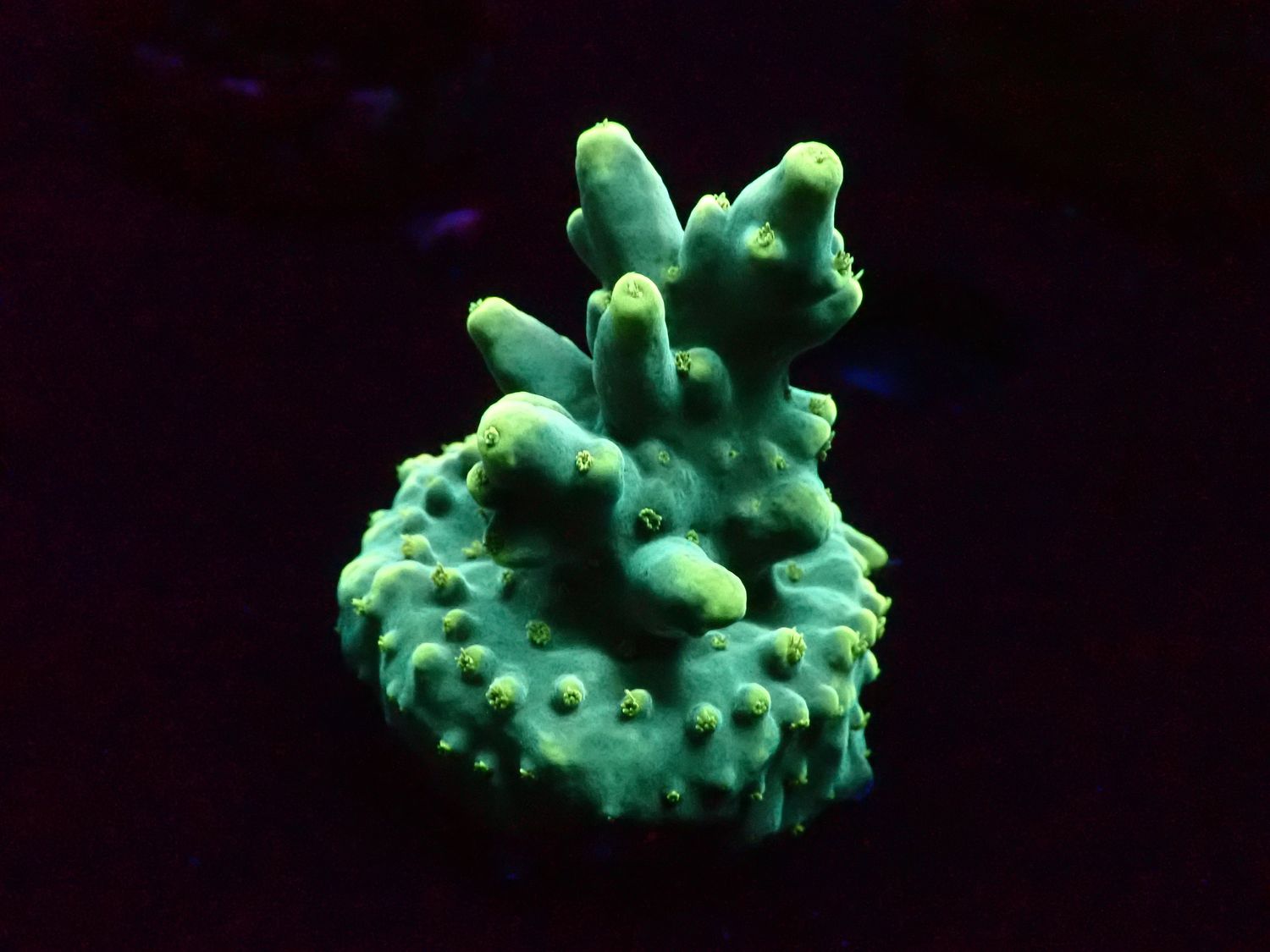 Acropora caroliniana (frag)