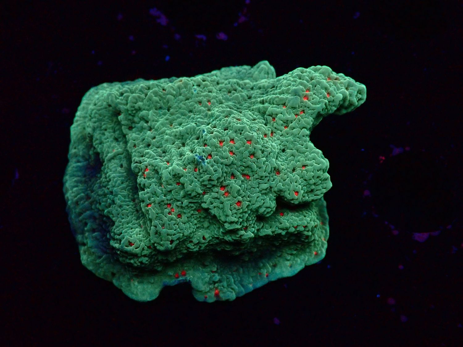 Montipora Chili Pepper frag